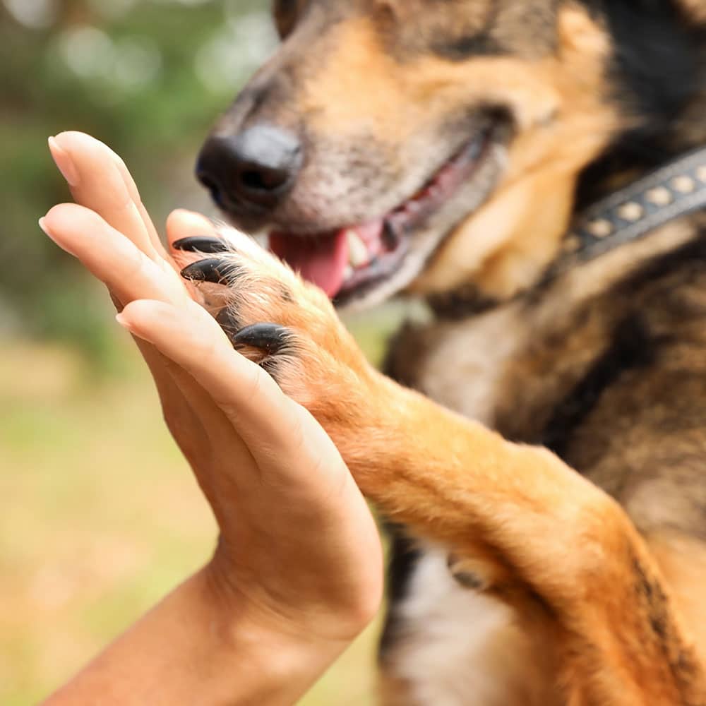 Dog giving a high five