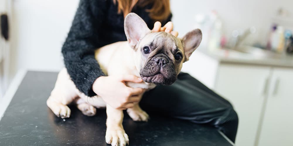 Dog at vet held by owner